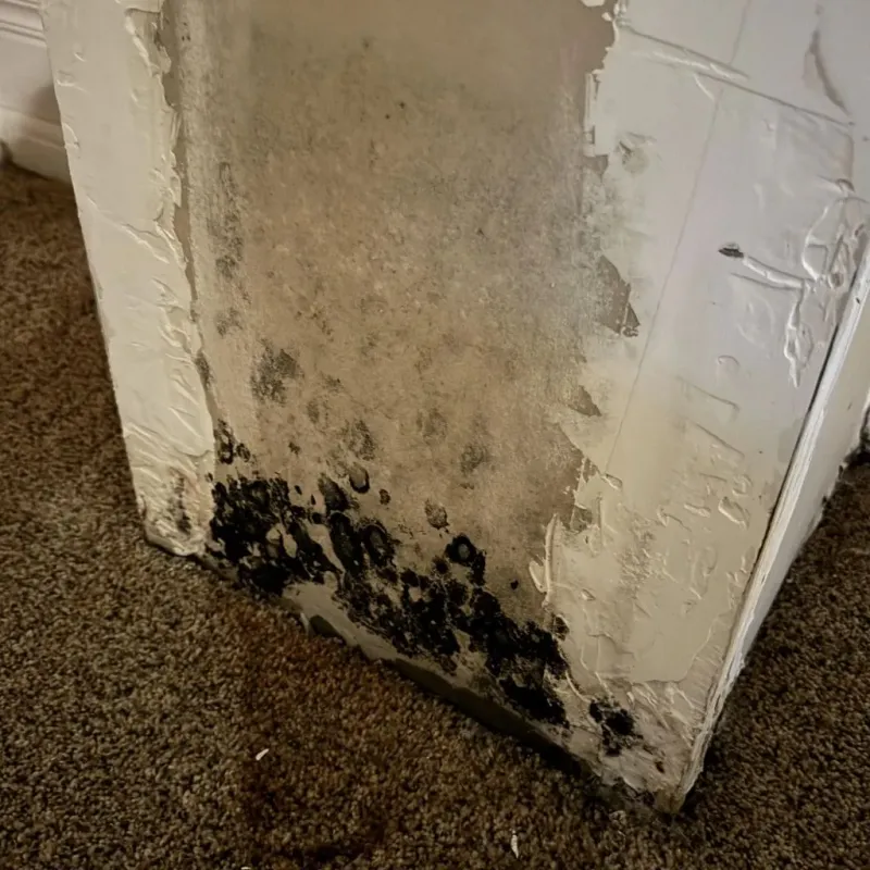 Professional Mold Removal in Talladega, AL